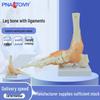 1:1 Model szkieletu stopy anatomicznej ze stawem skokowym, kością piszczelową i strzałką