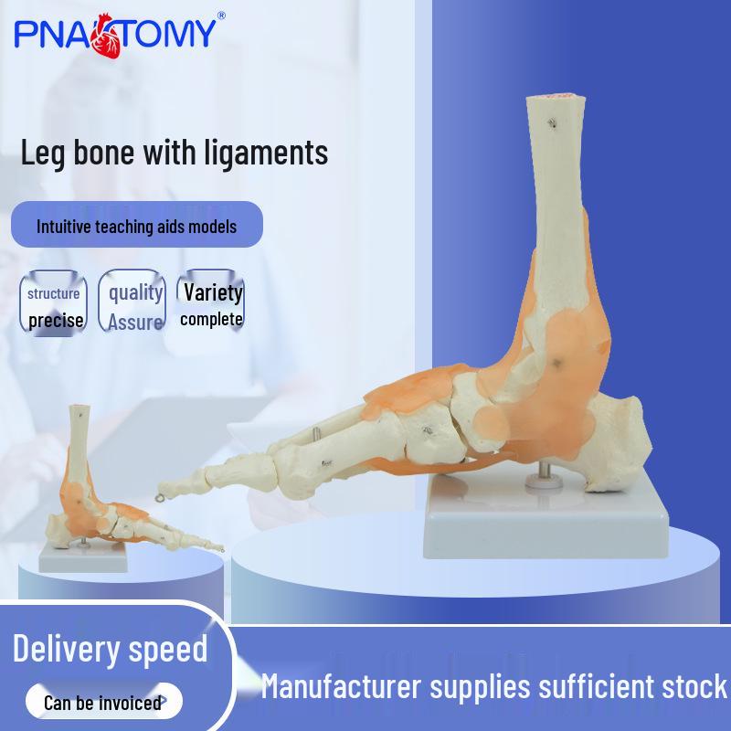1:1 Anatomical Foot Skeleton Model with Ankle Joint, Tibia, and Fibula 23*18*9cm
