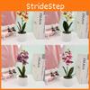 Flower Potted Phalaenopsis Plant For Wedding Home And Decoration Commercial