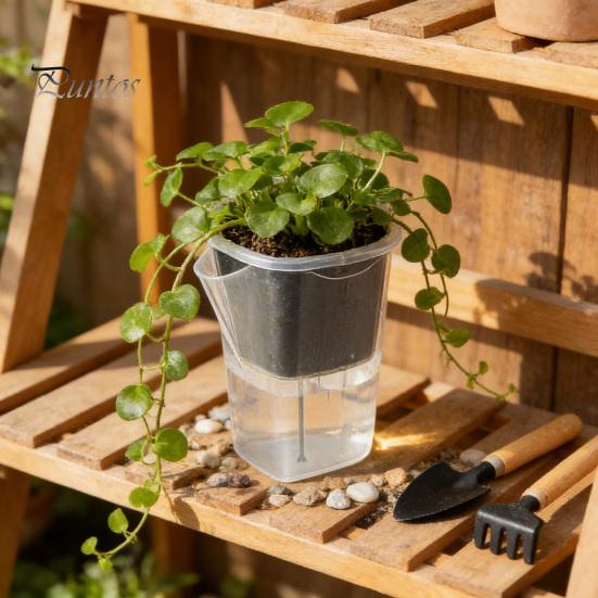 Compact Seedlings Planter Self Watering Plant Pots Mini Translucent Plastic Planters Propagation Oxalis Corm Pot with Reservoir for Cuttings Alocasia