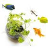 Aquarium-Blumentopf aus Glas, Zylinderbecher mit Saugnäpfen zum Kultivieren von Wasserpflanzensamen, Korallenmoos, Aquarium-Dekorationszubehör