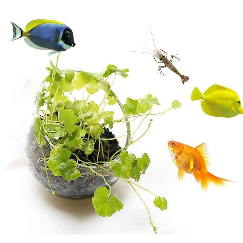 Aquarium-Blumentopf aus Glas, Zylinderbecher mit Saugnäpfen zum Kultivieren von Wasserpflanzensamen, Korallenmoos, Aquarium-Dekorationszubehör