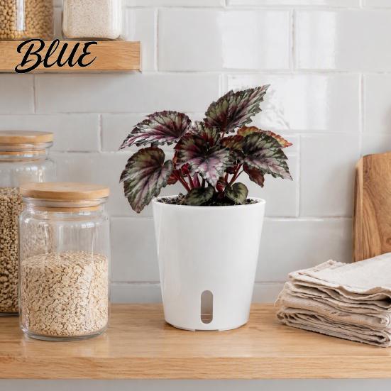 Mini Planters for Alocasia Corms Self Watering Plant Pots Indoor Plants Small with Water Level Indicator Clear Flower Windowsill Inner Cup Drainage