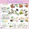 25 Piece Realistic Insect Life Cycle Card Set With Detailed Pvc Models For Kids Learning