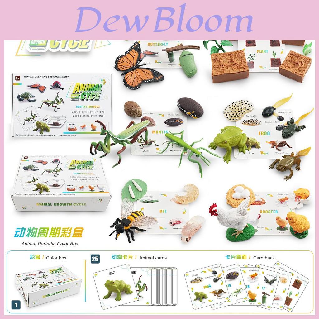 25 Piece Realistic Insect Life Cycle Card Set With Detailed Pvc Models For Kids Learning