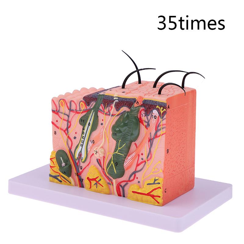 

35/50 раз модель кожи Анатомическая структура волос кожи человека Увеличить анатомию модели