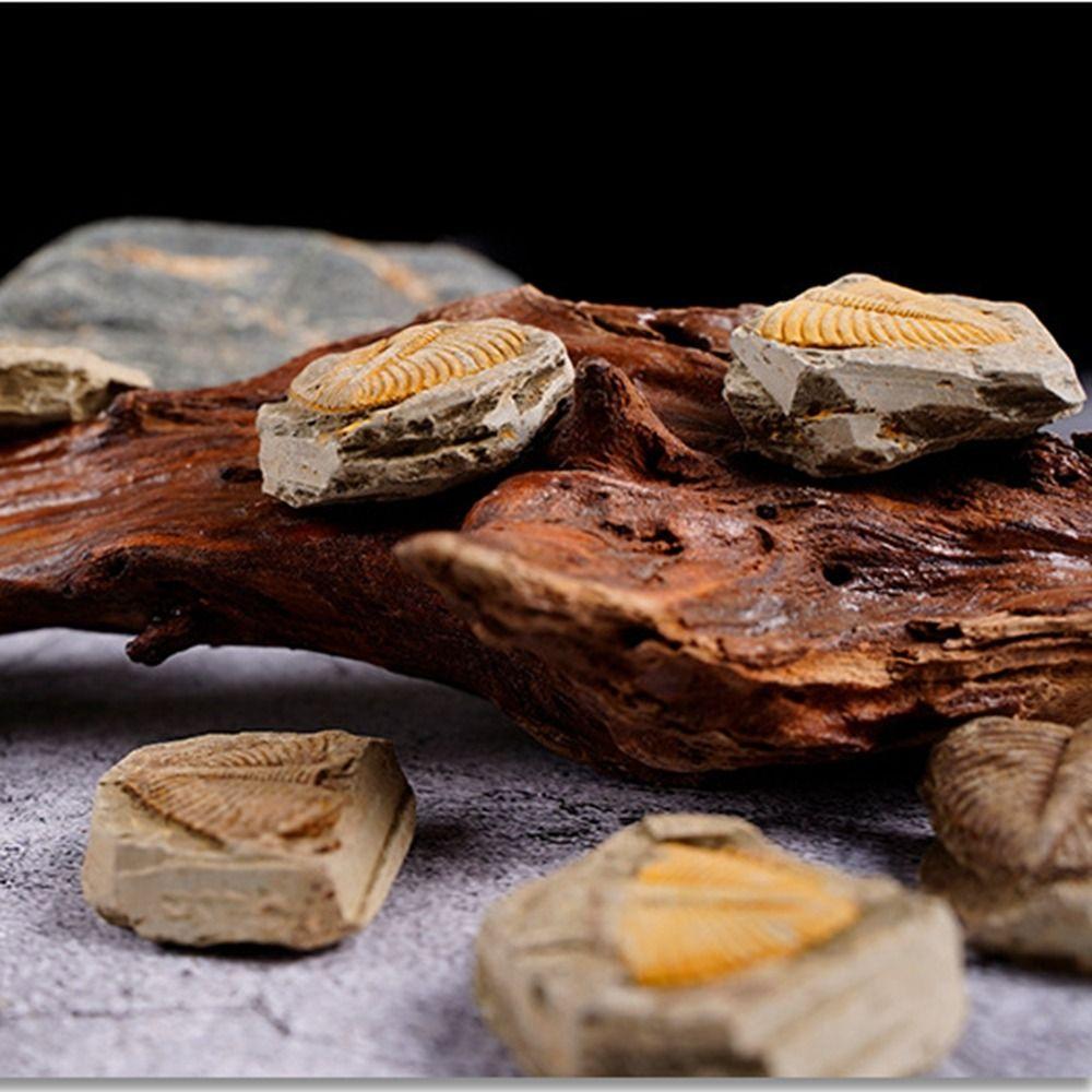 

Marine Life Natural Trilobite Tail DIY Stones Crafts Teaching Specimen Popular Science