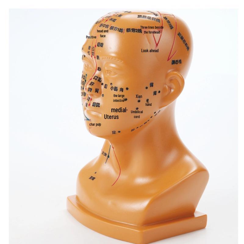 20cm Acupoint Facial Massage Model for Traditional Chinese Medicine Teaching