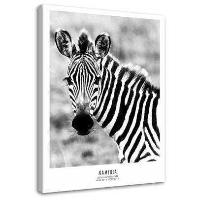 Canvas Print, Curious Zebra