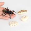 Simulation Ants Animal Life ,insect Growth Model Life Educational Black Ants - RIpj