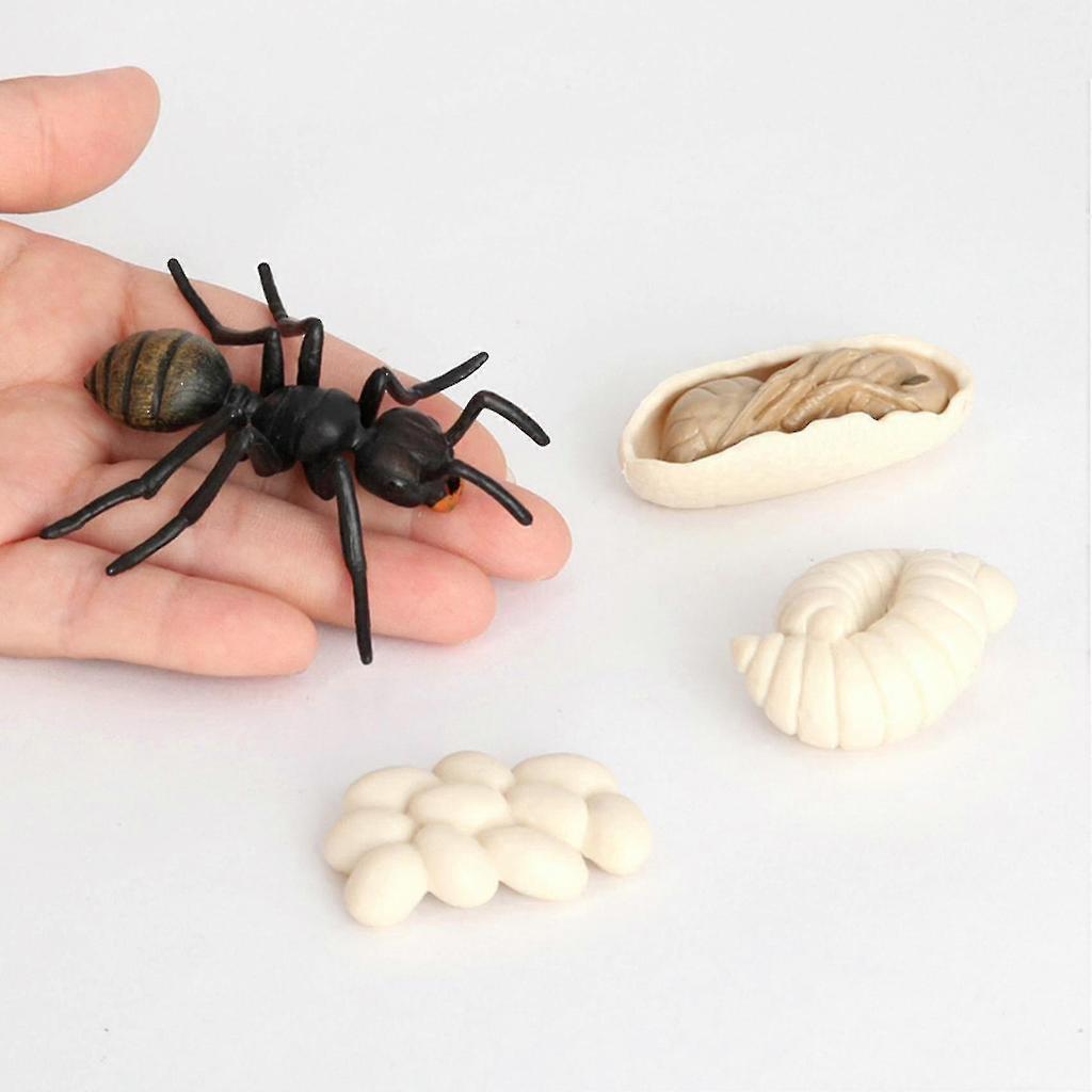 Simulation Ants Animal Life ,insect Growth Model Life Educational Black Ants - RIpj