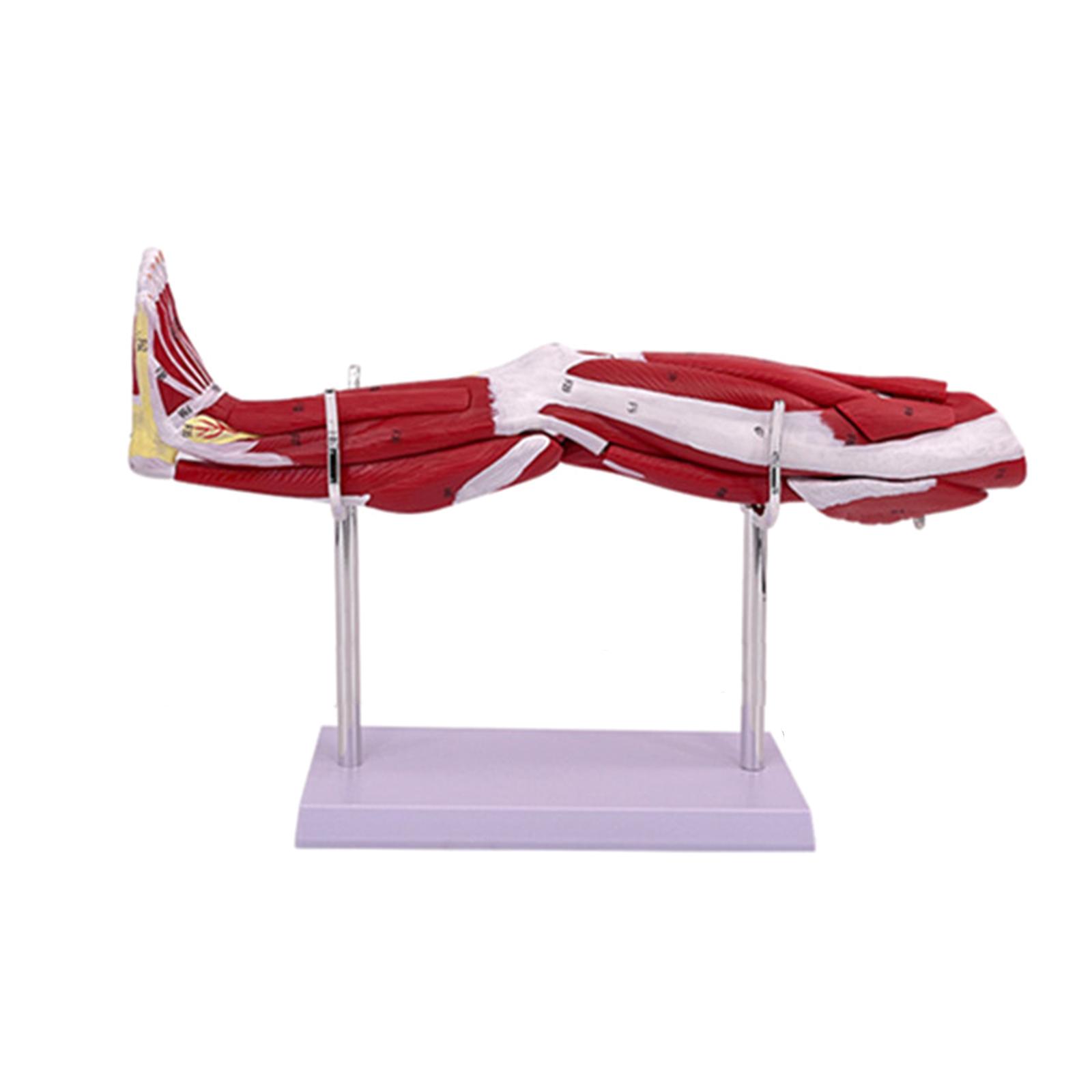 Augšējo locekļu muskuļu anatomijas modelis, dabīga