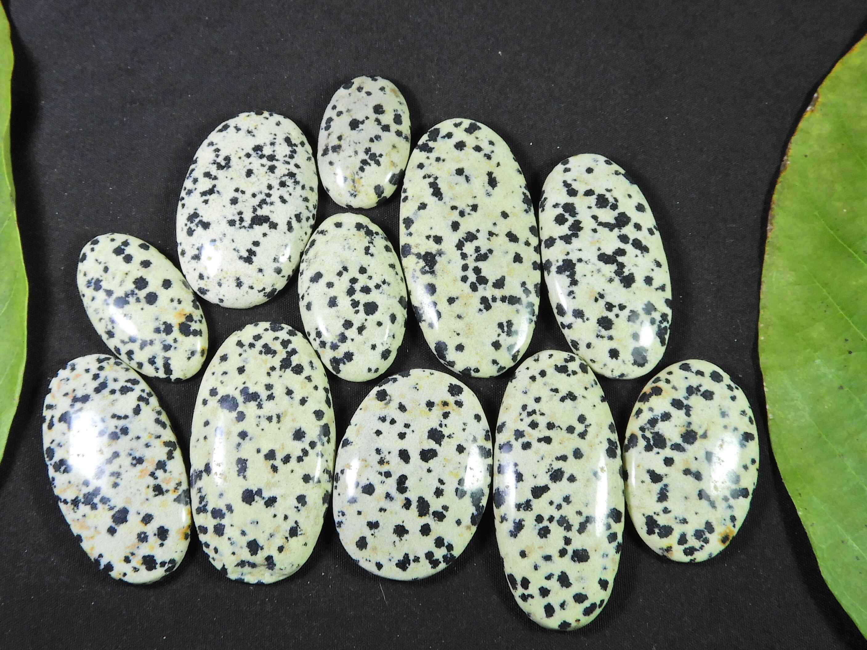 

405Cts. AAA Natural Dalmation Oval Cabochon Loose Gemstone 11Pcs Lot 26-46MM RQ-1465