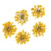 Dried Flowers For Nail Decorations Mollylac Yellow 5pcs