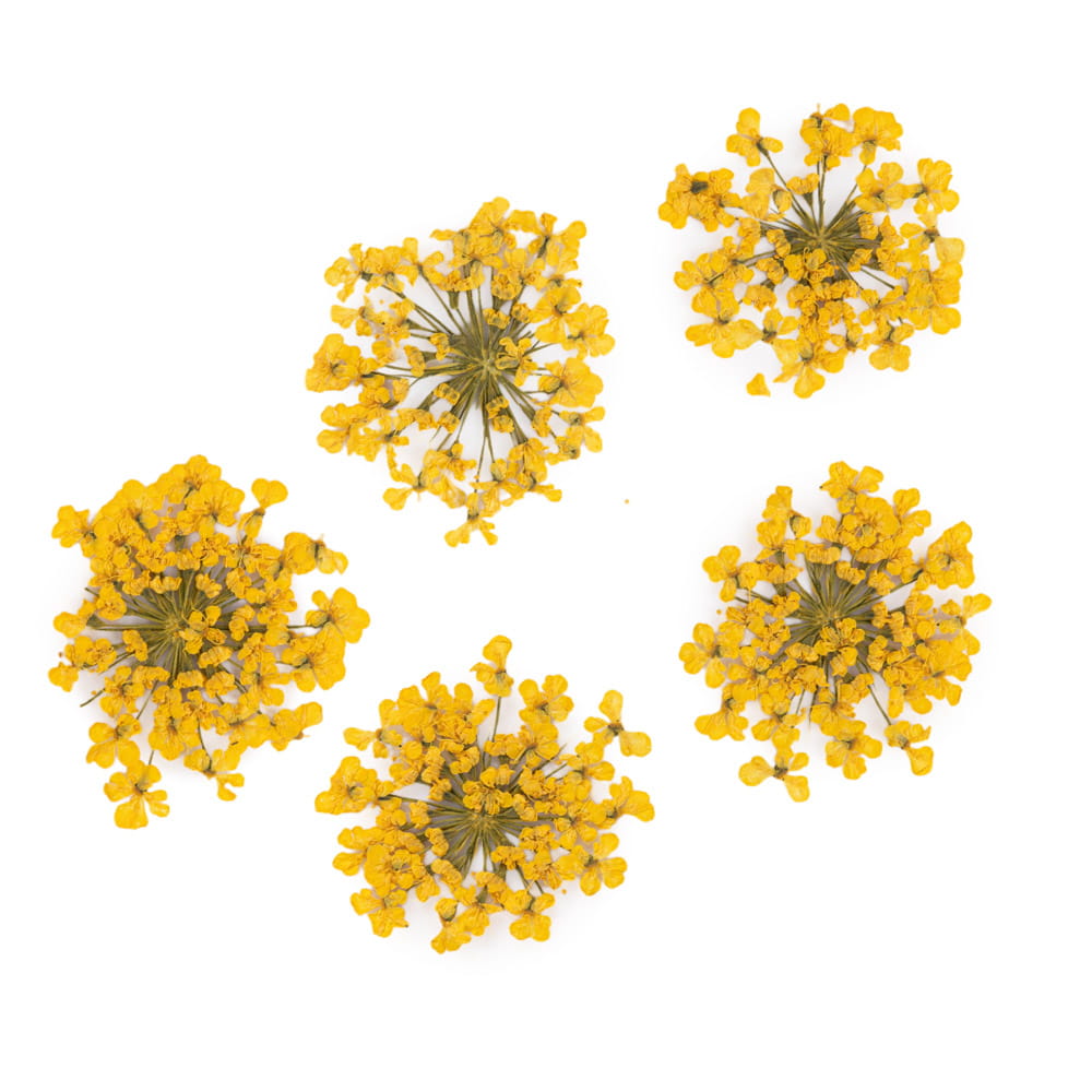 Dried Flowers For Nail Decorations Mollylac Yellow 5pcs