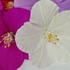 Krepppapier Hibiskus Rosenblütenköpfe für Ausstellungen