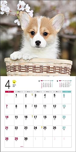 Calendar 2024 Corgi galez (Calendarul Seibundo Shinkosha)