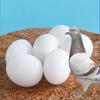 6 Pcs White Solid Plastic Pigeon Eggs Dummy Eggs Improve Laying Survival Rate