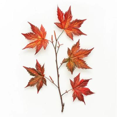 10 japanische Ahornsamen (Acer palmatum)
