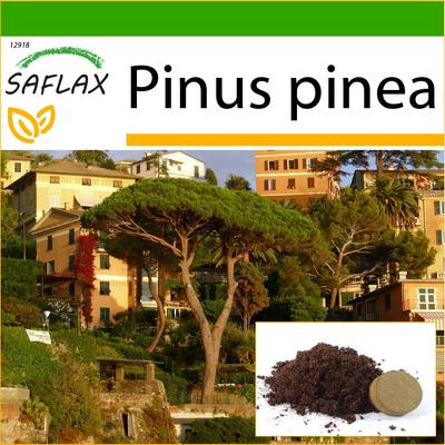 Stone Pine - 6 Seeds - With Potting Substrate for Better Cultivation - Pinus Pinea