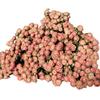 Yunnan Multi-head Rose Dried Flowers Epoxy Photography Props Rose Bouquet