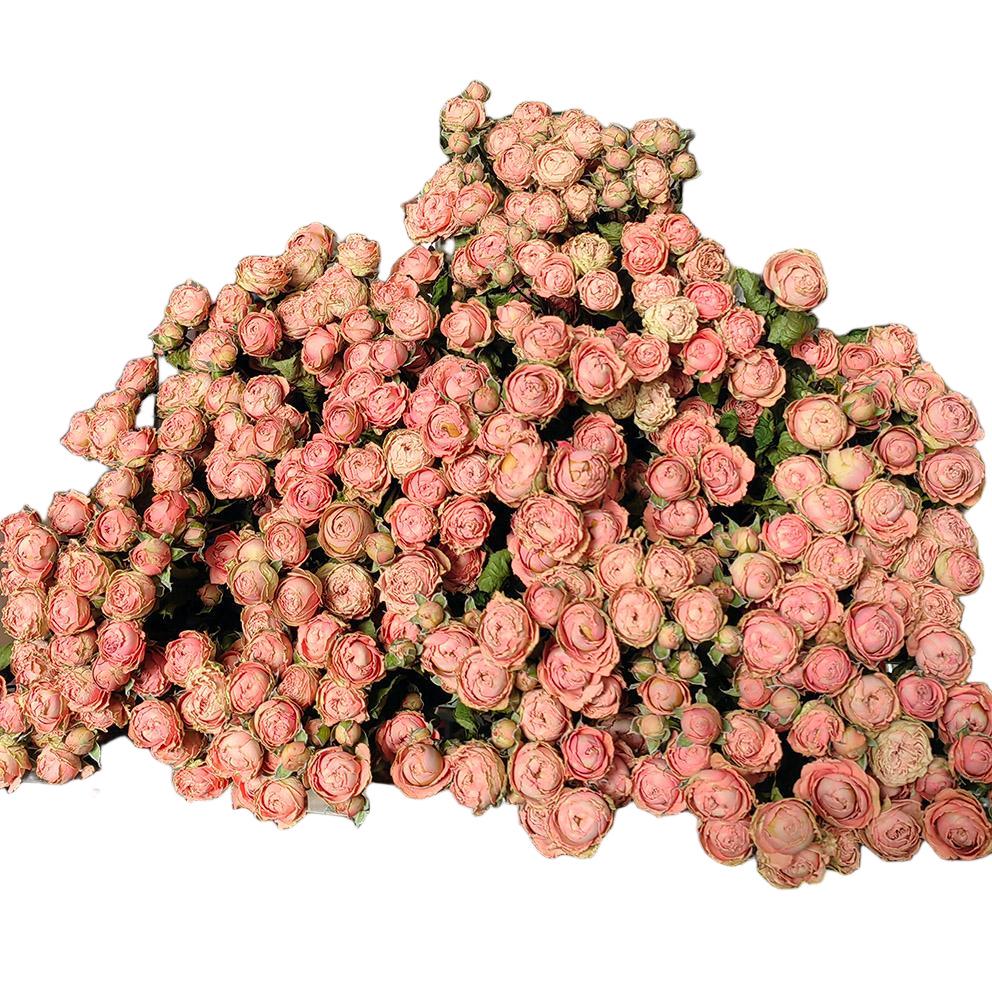 Yunnan Multi-head Rose Dried Flowers Epoxy Photography Props Rose Bouquet