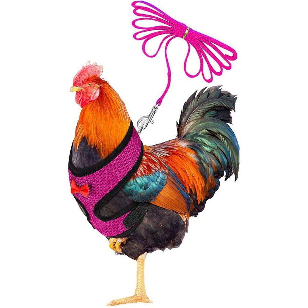 Hühnerseil mit Leine und passendem Gürtel, bequeme Henne-Haustierweste