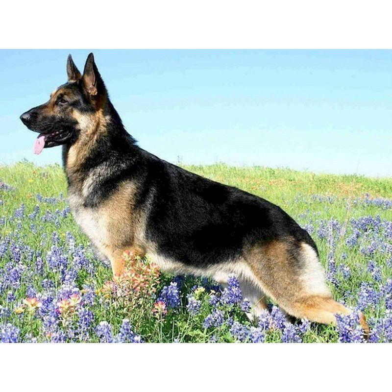 CHENISTORY Pittura su Tela con Numeri Animali Disegno di Cane su Tela Pittura a Mano Arte Murale Pittura con Numeri Regalo Personalizzato