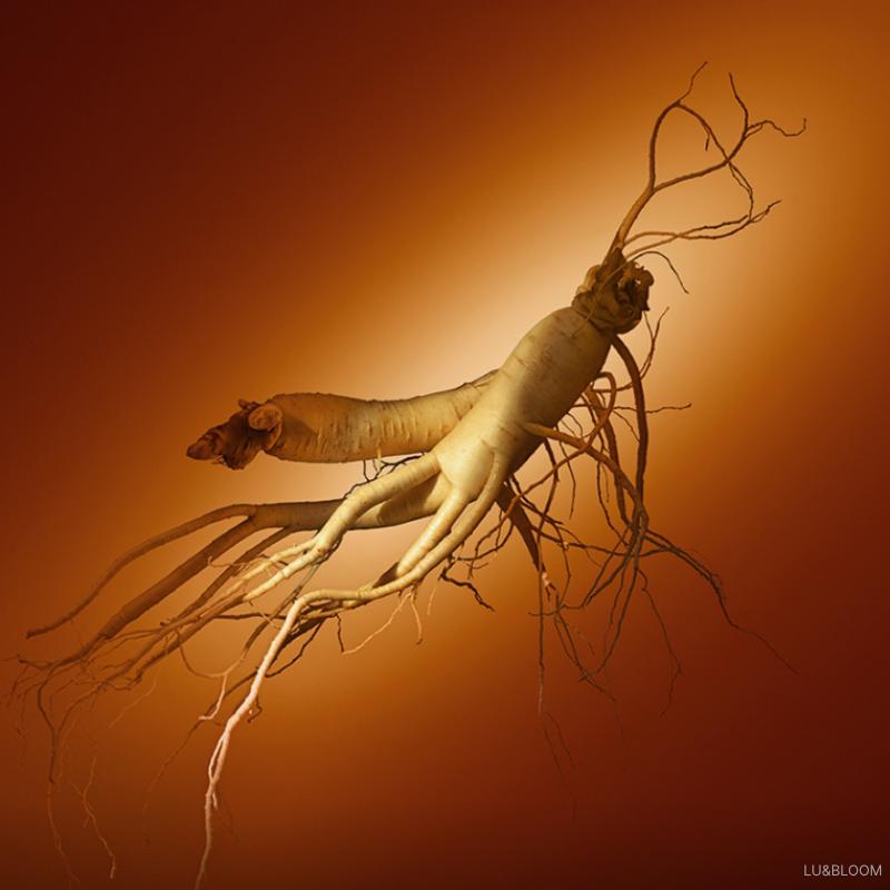 Sulwhasoo Skoncentrowany krem odmładzający z żeń-szeniem 30ml (+Darmowy prezent)