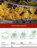 Blue Lotus Dried Flower, Sulfur-Free, Low-Temperature Baked for Tea or Oil, Outer Petals and Receptacle Removed.