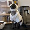 Modische Sphynx Katze Kleidung Haarlos Katzen Weißer Plüsch Pullover Pullover Jacke Winter Verdickt Warmer Mantel Oberbekleidung Haustier Kostüm