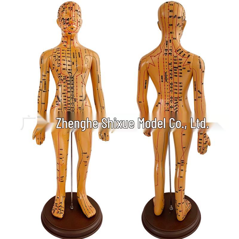 48CM Female Acupuncture Model with TCM Meridians 48CM