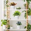 Plastic Round Flower Pots with Tray for Home Planters, Terrace, Garden Etc | Pack of 05 | White | Size 6.5 Inch | for Home Indoor & Outdoor