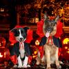 Dog Halloween Costumes, Dog Vampire Devil Cloak Cape Costume Halloween Costumes for Small Medium Large Dogs Pets (Large)