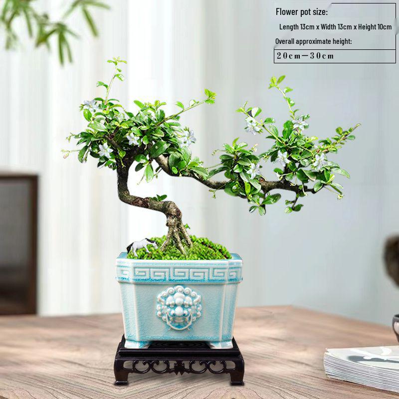 Trailing Fujian Tea Bonsai with Old Trunk – Zen Style Indoor Green Plant for Office & Living Room