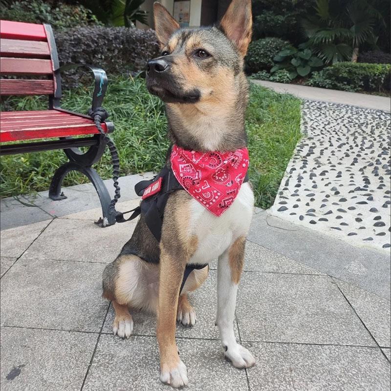 Einstellbare Dreieckige Bandage Für Haustier Hund Katze Waschbar Schal Bandana Kragen Lätzchen Katze Hals Dekor Geburtstag Party Dress Up
