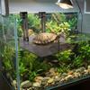 Suction Cup Turtle Floating Platform Plastic Reptile Ramp Stable Climbing Ladder  Pet Habitat