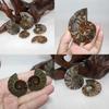 Elegant Pair Natural Ammonite Fossil Conch Specimen For Healing And Home Decor