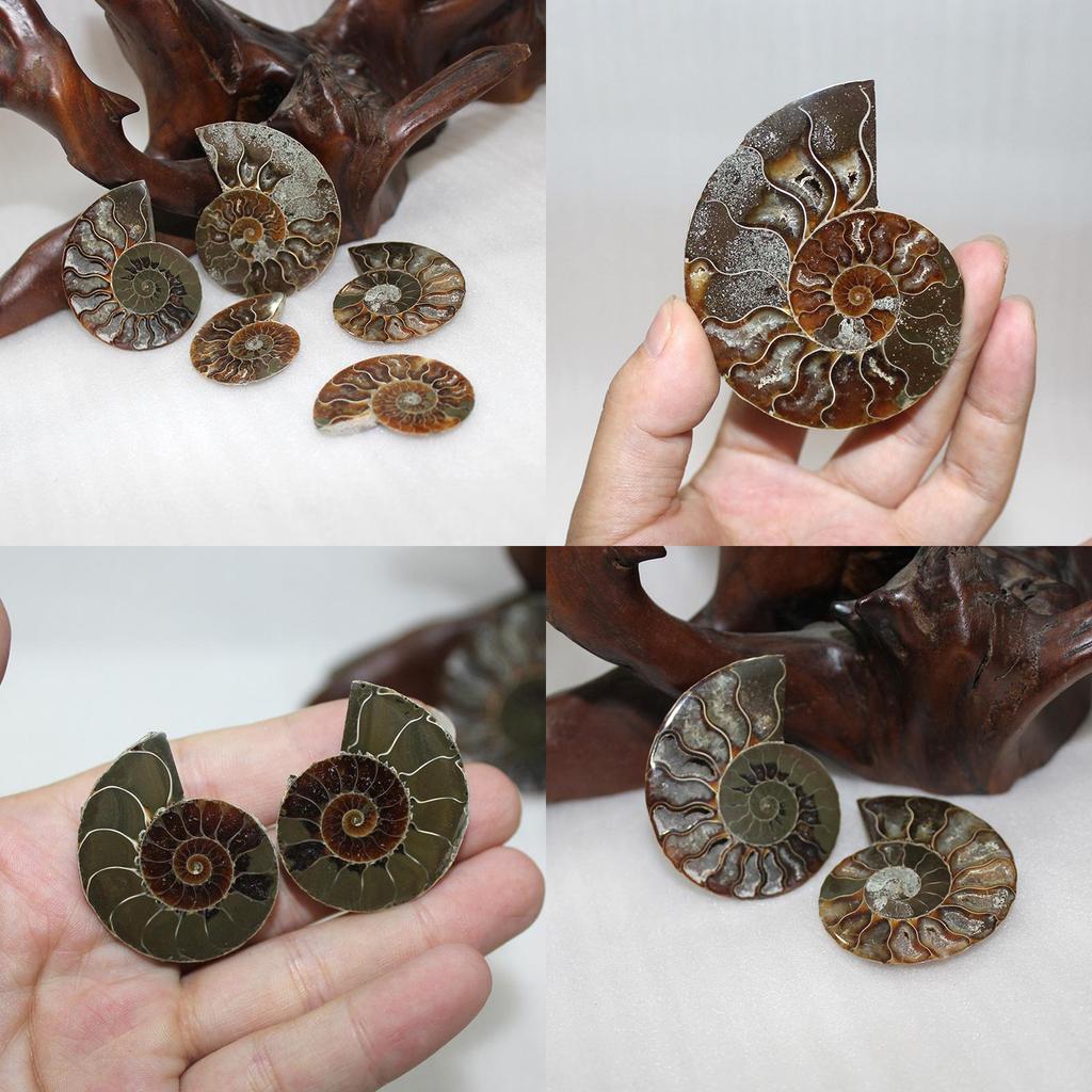 Elegant Pair Natural Ammonite Fossil Conch Specimen For Healing And Home Decor