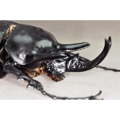 BACALYSO | Nirvana Acteon Elephant Beetle Figure, Refrigerator Ornament, Magnetic, Realistic, Adult, Illustrated, Insect, Beetle, Resin, Adult-Friendl