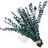 20 Pcs Preserved Dried Eucalyptus Stems, 17" Natural Fresh Eucalyptus Branches,Real Plant for Vase Filler, Dried Flowers Arrangement