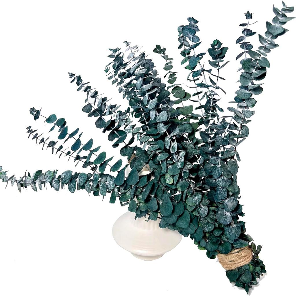 20 Pcs Preserved Dried Eucalyptus Stems, 17" Natural Fresh Eucalyptus Branches,Real Plant for Vase Filler, Dried Flowers Arrangement