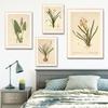 Pósters y Grabados Botánicos Vintage Color Melocotón Lirio de Barbados Crinum Pintura sobre Lienzo Arte de Pared Imagen para Decoración de Habitación Oficina