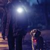 2Pcs Plastic LED Dog Collar Pendant Anti-Lost Rechargeable Luminous Collar Night Safety High-Visibility Pet Bright Necklace