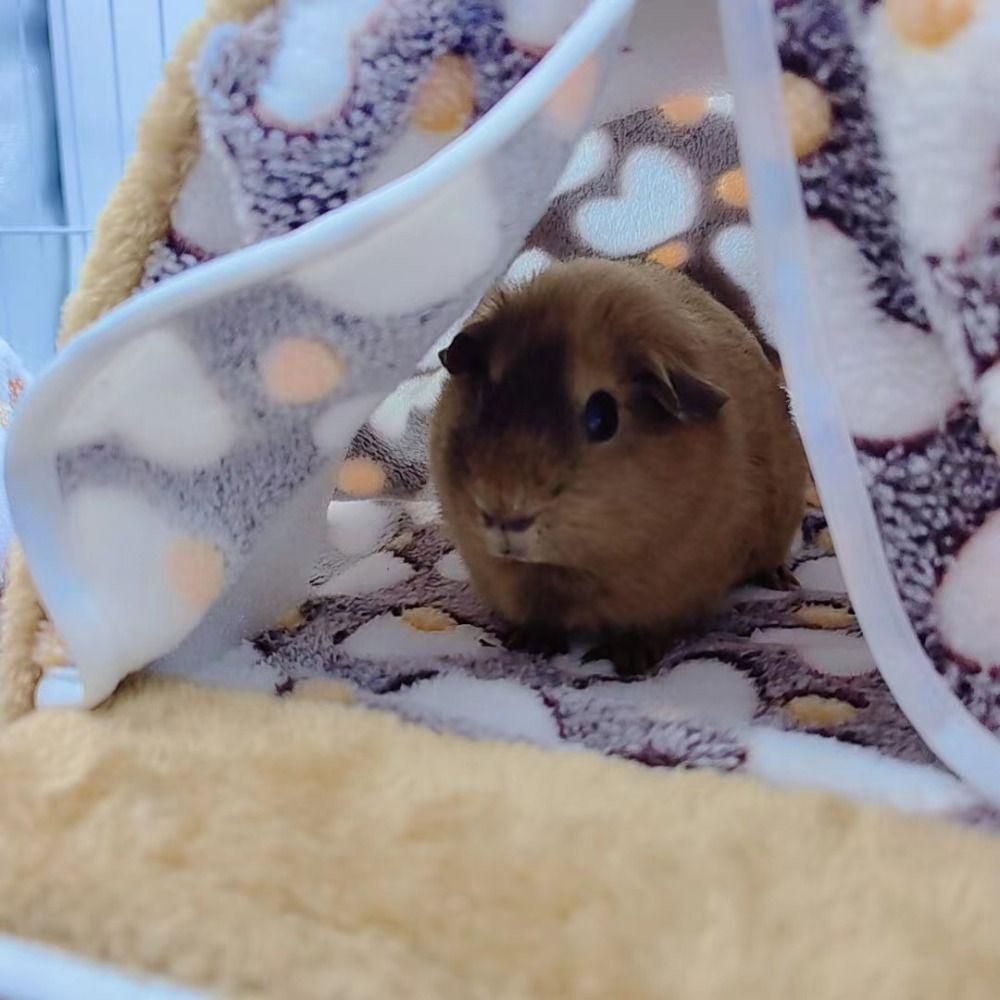 Cotton Plush Hamster Bed Washable Hamster Nest Cozy Rabbit House  Indoor Use