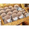 New 11cm Otter Doll Cute Little Otter Little Animal Plush Toy Cute Internet Red Wind Mini Doll Table Decoration Christmas Gift