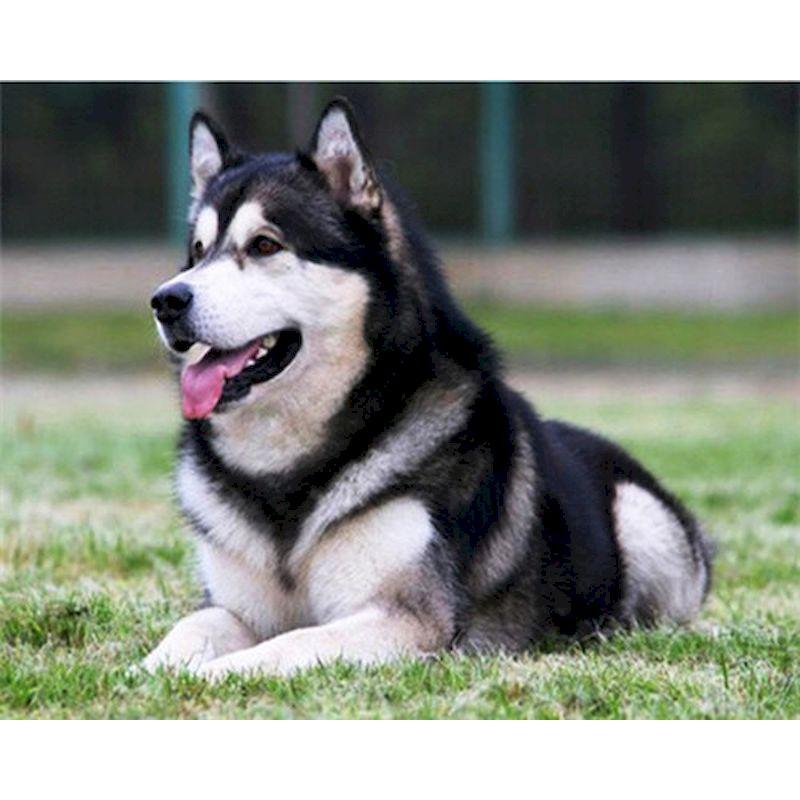 5D Diy Diamond Painting Kit Dog Animal Cross Stitch Embroidery Set Full Rhinestone Mosaic Home Decoration Picture