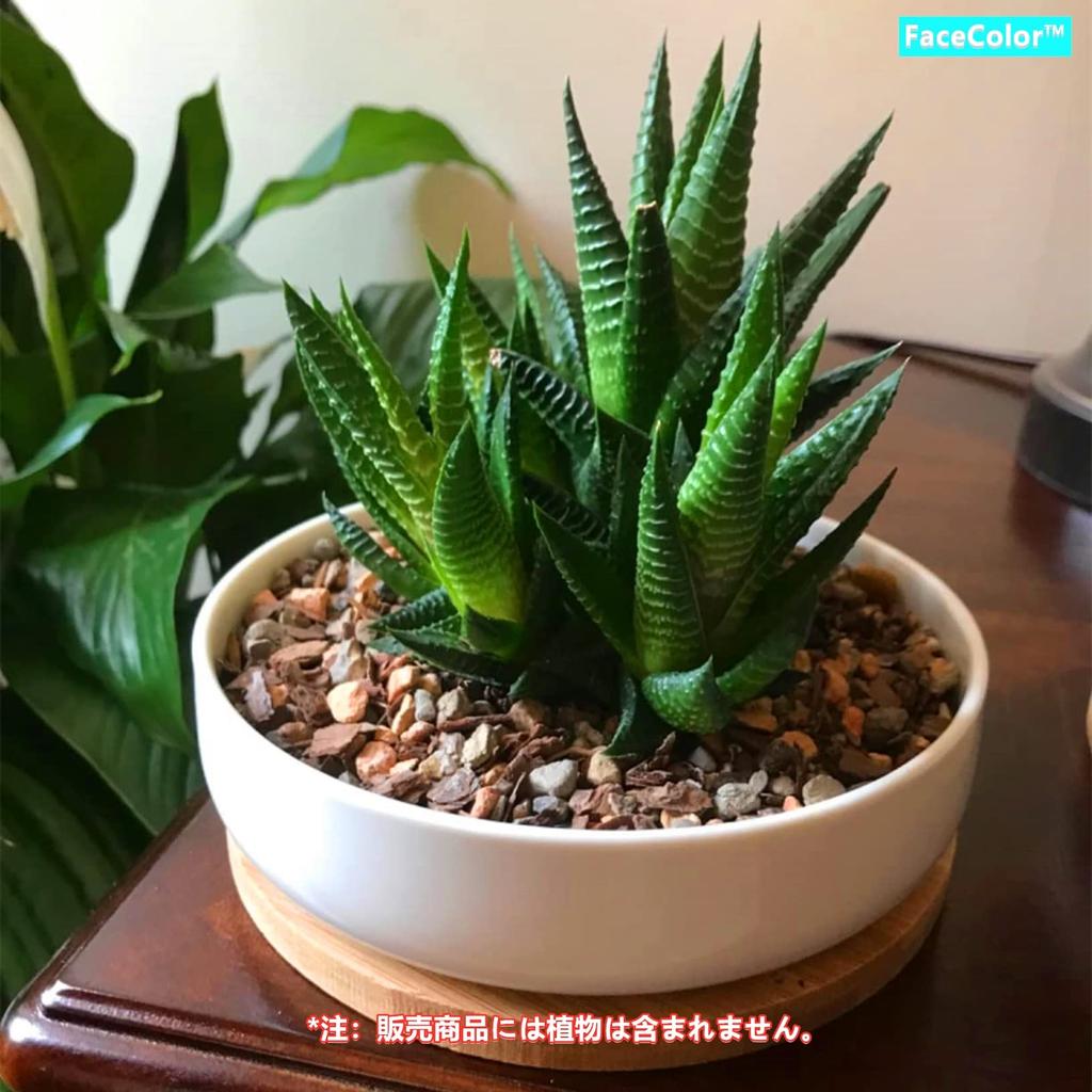 Gesichtsfarbe Keramik Weiß mit Loch und Kaktus Rund Mini Living Garden Set 2-teilig Ohne Topf, Keramik, Untertasse, Pflanzgefäß, Topf, (Größe 16165.5 CM), Bonsai,