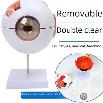 Anatomi Öğretimi İçin Büyütülmüş 6x İnsan Gözü Modeli