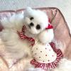 Pet Spring/Summer Love Plaid Lace Dress Cute Small Dog Teddy Vest Cat Floral Dog Dresses for Small Dogs Puppy Clothes